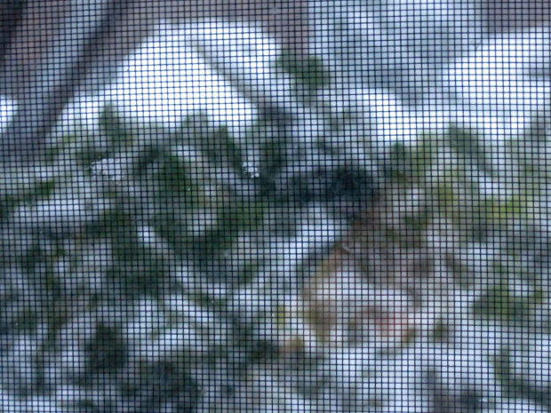 Winter Storm Atlas
